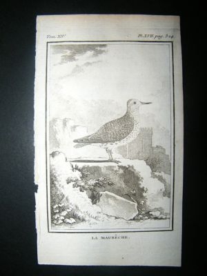 Bird Print: 1780 Knot, Buffon Copper Plate
