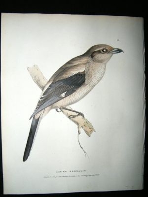 Swainson 1831 Great Northern Shrike, Hand Col Bird Prin