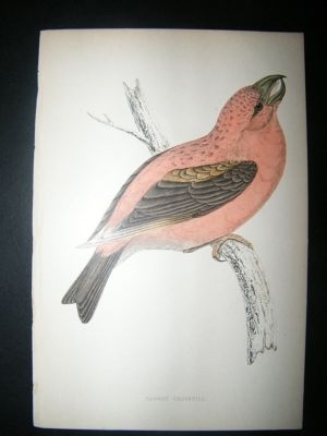 Bird Print: 1867 Parrot Crossbill, Morris Hand Col