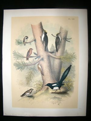 Studer 1881 Folio Bird Print. American Magpie, 3 Toed Woodpecker, Crossbill