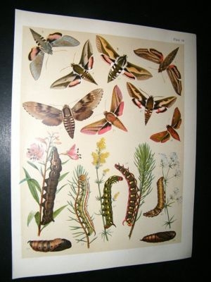 Kirby 1907 Sphingidae Hawk Moths 19. Antique Print