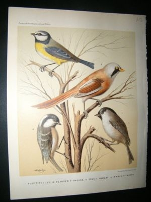 Bird Print 1880 Titmouse, Rutledge & Cassell