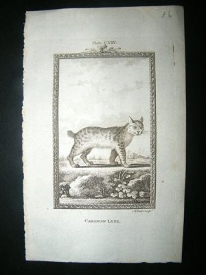 Buffon: 1785 Candian Lynx, Antique Print