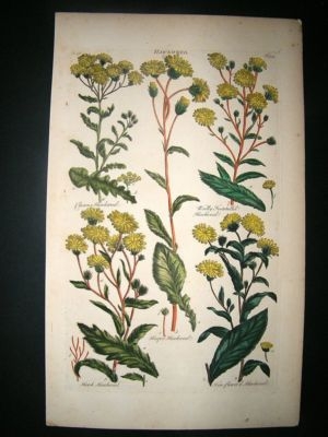 Hill: C1760 Folio Botanical, Hawkweek, Hand Color