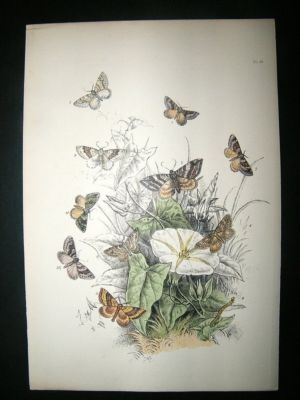 Moth Print: 1860 Plate 39, Humphreys, Hand Col
