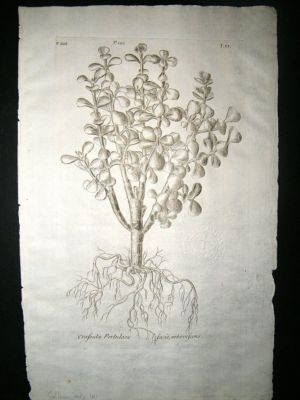 Dillenius 1774 Folio Botanical Print. Gollum Jade 101