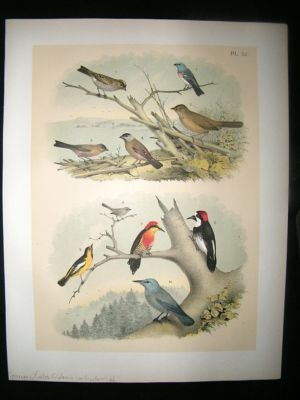 Studer 1881 Folio Bird Print. Sparrow, Finches, California, Woodpecker etc