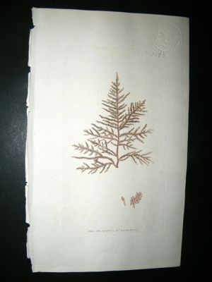 Botanical Print: 1803 Wigghian Fucus Seaweed #1165, Sow