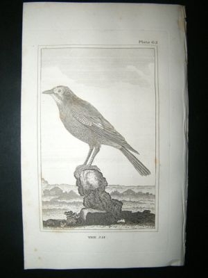 Bird Print: 1812 The Jay, Buffon, Antique