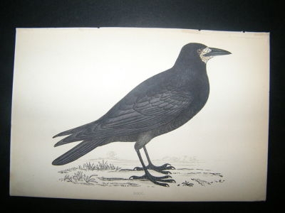 Bird Print: 1867 Rook, Morris Hand Col
