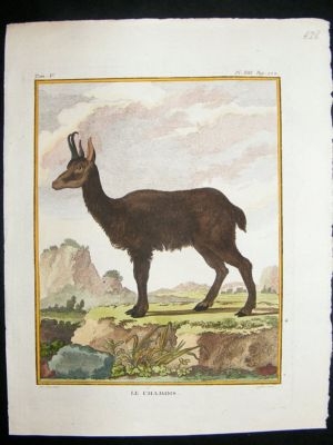 Buffon: C1770 Chamois Antelope, Hand Colored Print