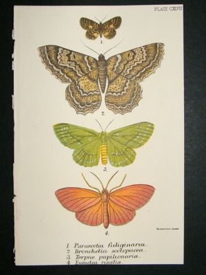 Moth Print: 1897 Parascotia Fuliginaria etc, Kirby