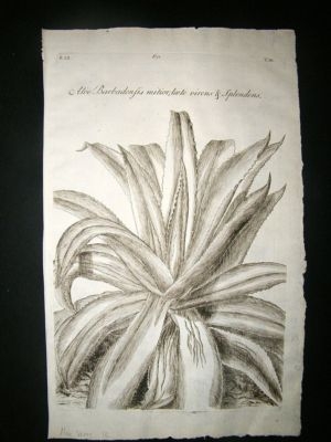 Dillenius 1774 Folio Botanical Print. Aloe Vera 14