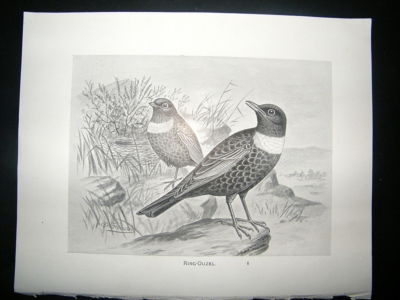 Bird Print: 1898 Ring Ouzel, Frohawk