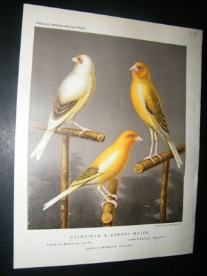 Bird Print 1880 Goldfinch & Canary Mules, Cassell