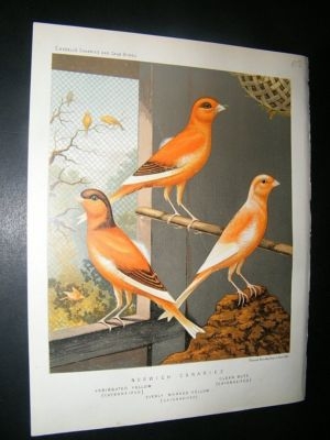 Bird Print 1880 Norwich Canaries, Antique, Cassell