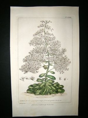 Miller: 1760 Folio Hand Col Botanical. Saxifraga