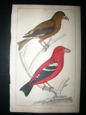 Bird Print: 1857 American Crossbill, Hand Colored, Gold