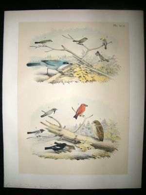 Studer 1881 Folio Bird Print. Owl, Jay, Warbler, Titmouse, Sparrow, Crossbill