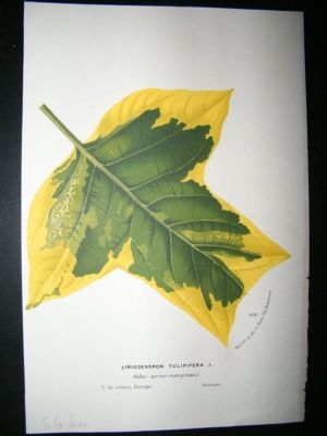 Van Houtte: C1860 Hand Col Botanical Print. Tulip Tree