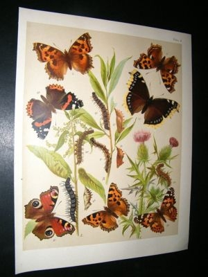 Kirby 1907 Nymphalidae Tortoiseshell, Red Admiral Butterflies 8. Antique Print