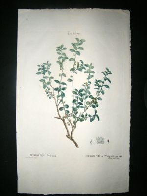Redoute: 1800's Botanical Print, Myrsine. Hand Col