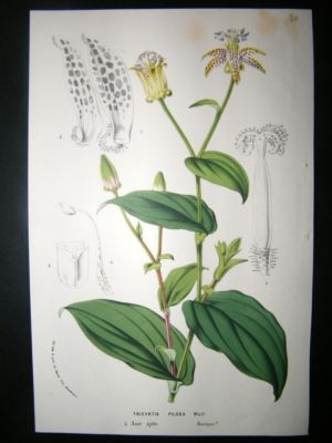 Botanical Print: C1850 Tricyrtis Pilosa, Van Houtte
