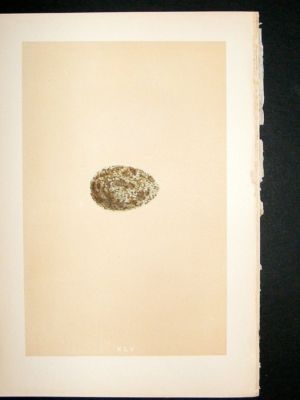 Bird Egg Print 1875 Hooded Crow, Morris Hand Col