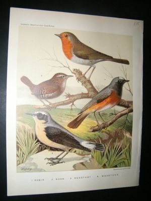 Bird Print 1880 Robin, Wren, Redstart, Wheater