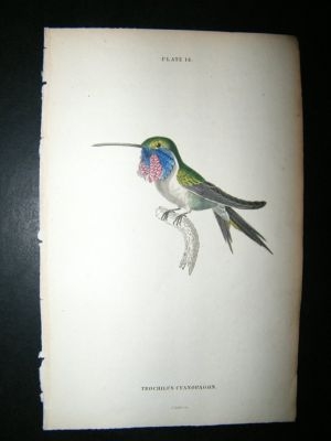 Jardine: C1840 Trochilus Cyanopagon Hummingbird. Hand Col Print