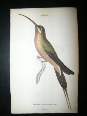 Jardine: C1840 Trochilus Superciliosus Hummingbird. Hand Col Print