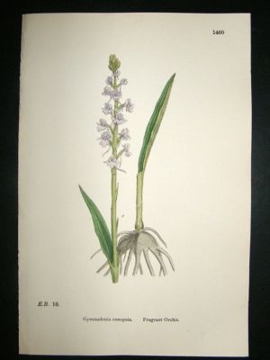Botanical Print 1899 Fragrant Orchis Orchid, Sowerby Ha