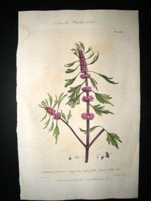 Miller: 1760 Folio Hand Col Botanical. Cardiaca, Smooth Mother-Wort