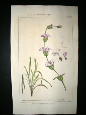 Miller: 1760 Folio Hand Col Botanical. Phlomis, Jerusalem Sage.