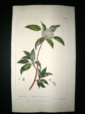 Miller: 1760 Folio Hand Col Botanical. White Berried Dogwood