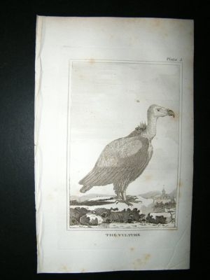 Bird Print: 1812 The Vulture, Buffon
