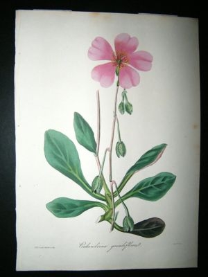 Paxton C1835 Hand Col Botanical Print. Calandrina Grandiflora