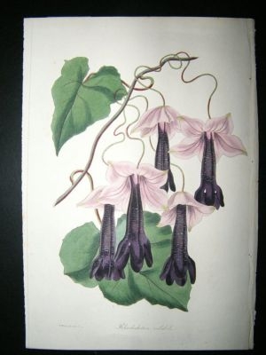 Paxton C1835 Hand Col Botanical Print. Rhodochiton Volubile