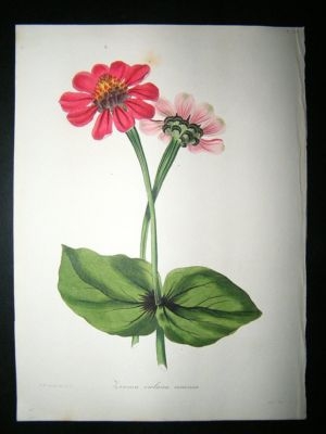 Paxton C1835 Hand Col Botanical Print. Zinnia Violacea Coccinea