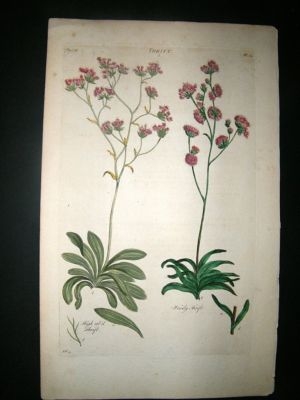 Hill: C1760 Folio Botanical, Thrift. Hand Colored