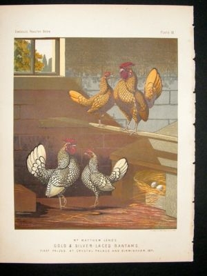 Bird Poultry Print: 1874 Gold & Silver Bantams, Ludlow