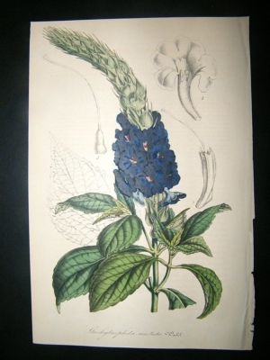 Botanical Print C1845 Verbena, Van Houtte