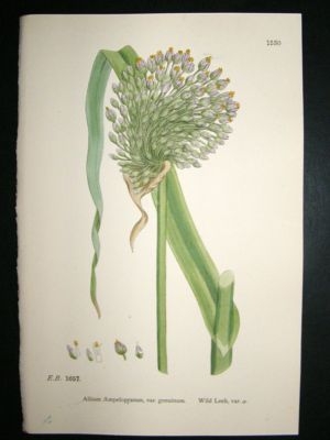 Botanical Print 1899 Irish Burnet-Rose, Sowerby Hand Co