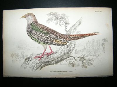 Jardine: C1840 Green Pheasant (Female) Hand Col Bird Print