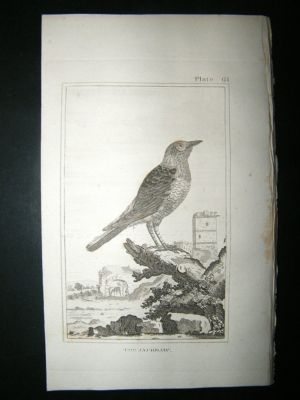 Bird Print: 1812 The Jackdaw, Buffon, Antique