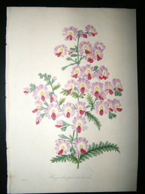 Paxton C1835 Hand Col Botanical Print. Schizanthus Pinnatus