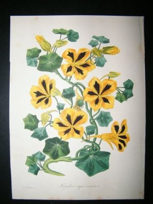 Paxton C1835 Hand Col Botanical Print. Tropalum Majus Venustum