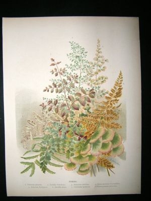 Wright: C1900 Botanical Print. Ferns