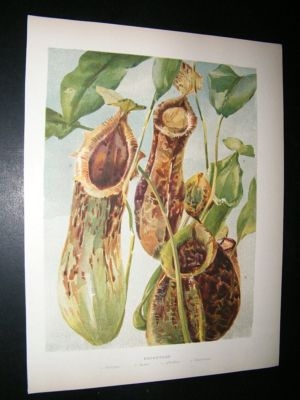 Wright: C1900 Botanical Print. Nephenthes
