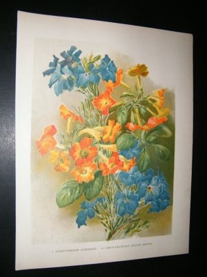 Wright: C1900 Botanical Print. Streptosolon Jamesoni